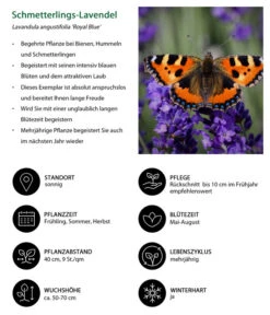Lavendel-Set Lavendel-Vielfalt, 4-teilig -Garten Und Außenbereich 7805807 WE IG 001 SchmetterlingsLavendel