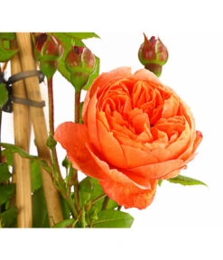 Englische Rosen -Garten Und Außenbereich 7842750 PR DE 001 EnglischeRosenDavidAustin6LiterSommerSongDehnerExpressHerzig