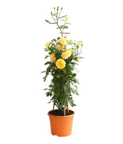 Englische Rosen -Garten Und Außenbereich 7842750 PR FS 001 EnglischeRosenDavidAustin6LiterGoldenCelebrationDehnerExpressHerzig