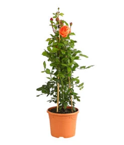 Englische Rosen -Garten Und Außenbereich 7842750 PR FS 001 EnglischeRosenDavidAustin6LiterSommerSongDehnerExpressHerzig