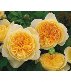 Englische Rosen -Garten Und Außenbereich 7842750 PR MO 003 EnglischeRoseTeasingGeorgiaGelbRet