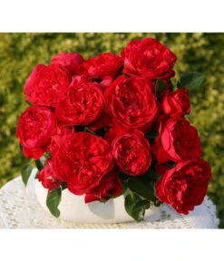 Kletterrose 'Florentina®'