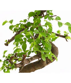 Bonsai Chinesische Ulme - Ulmus Parviflora, Anfänger-Set -Garten Und Außenbereich 7977085 WE DE 001 GeschenksetBonsaiChinesischeUlmeUlmusParviflora6JahreDehnerExpressHerzig