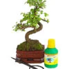 Bonsai Chinesische Ulme - Ulmus Parviflora, Anfänger-Set