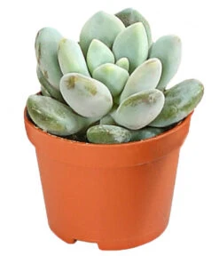 Echeverien-Set - Echeveria, Verschiedene Sorten -Garten Und Außenbereich 7978117 PR FS 006 EcheverieSukkulenten6erSetT6DehnerExpressHerzig