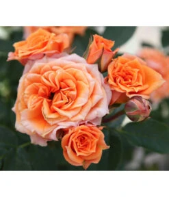 Zwergrose 'Clementine®'