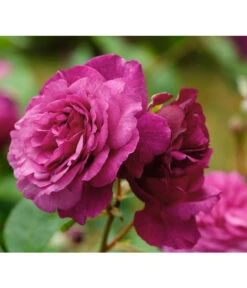 Beetrose 'Kaffe Fassett®' -Garten Und Außenbereich 7988181 PR DE 001 EdelroseKaffeFassettTantau