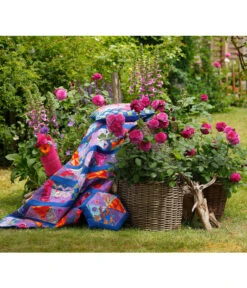 Beetrose 'Kaffe Fassett®' -Garten Und Außenbereich 7988181 PR DE 003 EdelroseKaffeFassettTantau