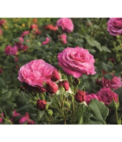 Beetrose 'Kaffe Fassett®' -Garten Und Außenbereich 7988181 PR DE 006 EdelroseKaffeFassettTantau