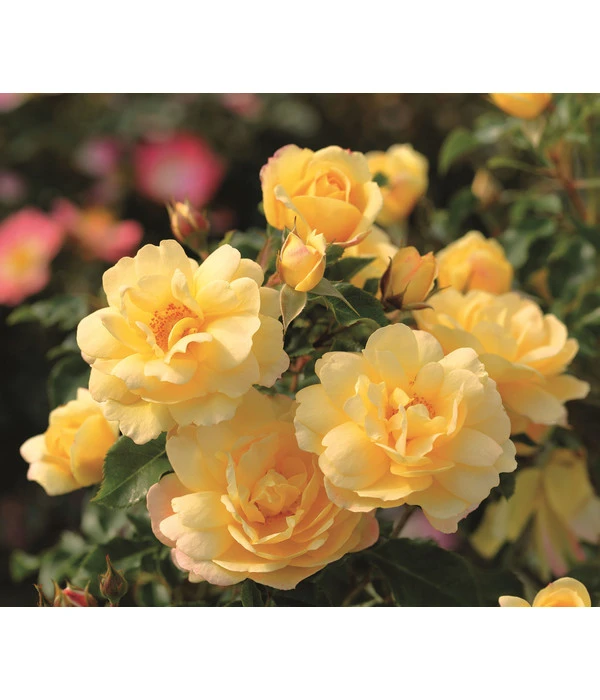 Bodendeckerrose 'Candela®' 1 Bodendeckerrose 'Candela®'