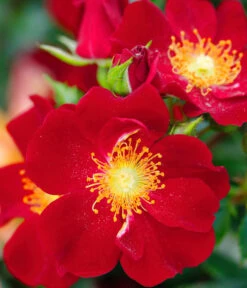 Beetrose 'Bienenweide®', Rot -Garten Und Außenbereich 7988488 PR DE 001 RoseBienenweideRotTantau