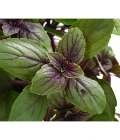 Dehner Gourmet Garten Strauchbasilikum 'Magic Blue' 11 Dehner Gourmet Garten Strauchbasilikum 'Magic Blue' -Garten Und Außenbereich 8001869 WE DE 001 GourmetGartenBasilikumMagicBlue