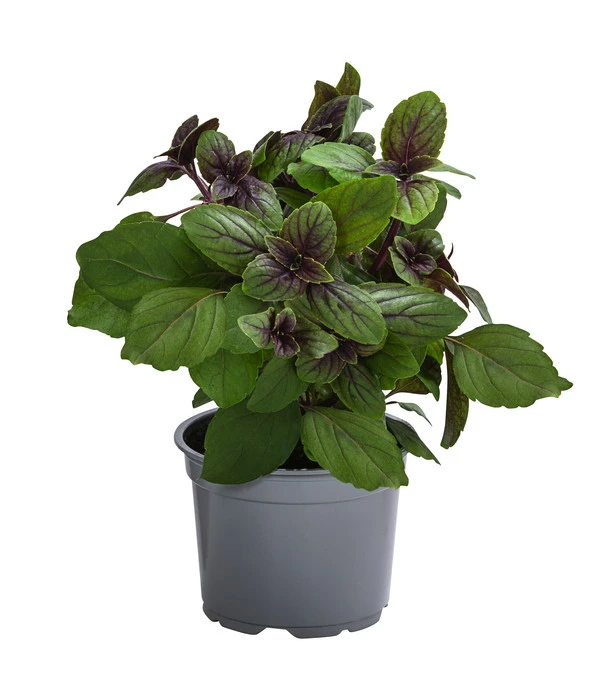 Dehner Gourmet Garten Strauchbasilikum 'Magic Blue' 1 Dehner Gourmet Garten Strauchbasilikum 'Magic Blue'