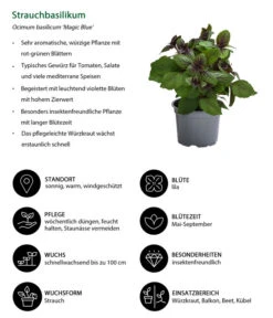 Dehner Gourmet Garten Strauchbasilikum 'Magic Blue' 10 Dehner Gourmet Garten Strauchbasilikum 'Magic Blue' -Garten Und Außenbereich 8001869 WE IG 001 Strauchbasilikum
