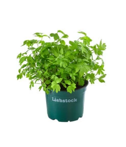 Bestseller 22 Bioland Liebstöckel