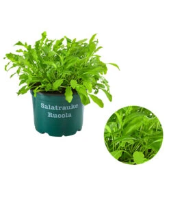 Bestseller 7 Bioland Rucola