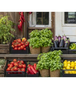 Tomate 'Previa' -Garten Und Außenbereich 8002578 WE MO 001 BellaItaliaTomatePaprikaBasilikum2021GC04