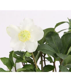 Christrose In Korb -Garten Und Außenbereich 8014870 WE DE 004 HelleborusNigerT12ChristroseDehnerExpressHerzig