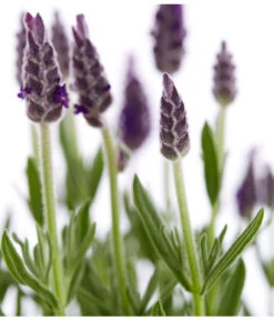 Schopf-Lavendel 17 Schopf-Lavendel -Garten Und Außenbereich 8017014 WE DE 001 LavendelSchopflavendelLavandulaStoechasT13DehnerExpressZS