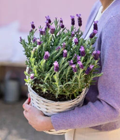 Schopf-Lavendel 15 Schopf-Lavendel -Garten Und Außenbereich 8017014 WE MO 001 LavendelKorb