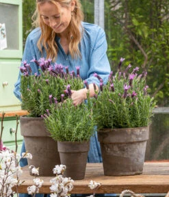 Schopf-Lavendel 14 Schopf-Lavendel -Garten Und Außenbereich 8017014 WE MO 001 SchopfLavendelStoechas