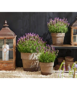 Schopf-Lavendel 12 Schopf-Lavendel -Garten Und Außenbereich 8017014 WE MO 001 Schopflavendel