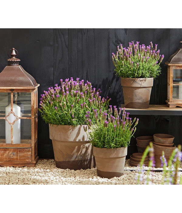 Schopf-Lavendel 4 Schopf-Lavendel – Bild 4