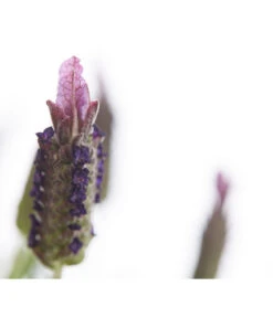 Schopf-Lavendel 16 Schopf-Lavendel -Garten Und Außenbereich 8017089 PR DE 001 LavendelStoechasLavandulaStoechasT18DehnerExpressHerzig