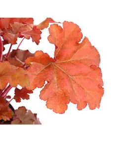 Purpurglöckchen 'Boysenberry' -Garten Und Außenbereich 8025983 PR DE 001 HeucheraCherryColaT15DehnerExpressHerzig