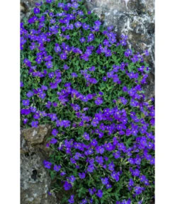 Blaukissen -Garten Und Außenbereich 8030793 WE DE 001 AubrietaBlaukissenLucknerMai2015