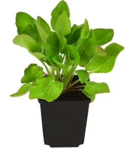 Alpen-Mannstreu 'Big Blue' -Garten Und Außenbereich 8040974 PR FS 001 ErynigumAlpinumBlueStarAlpenMannstreuDistelT9DehnerExpressHerzig