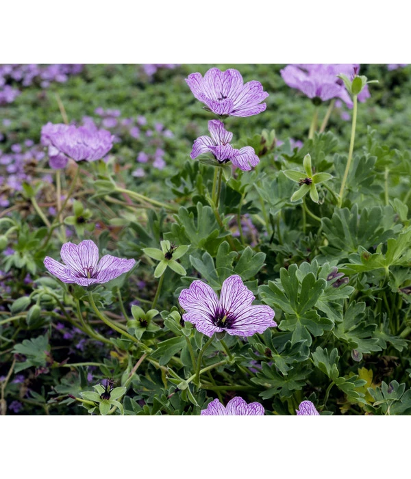 Grauer Storchschnabel 'Ballerina' 1 Grauer Storchschnabel 'Ballerina'