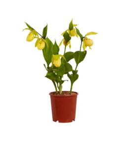 Freiland-Frauenschuh -Garten Und Außenbereich 8050015 PR FS 001 FrauenschuhGelbeSortenCypripediumGelbT12DehnerExpressZS 2