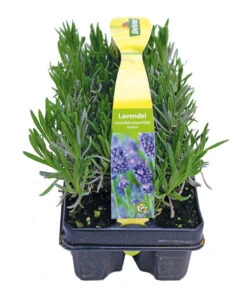 Bestseller -Garten Und Außenbereich 8072605 PR FS 001 Lavandula6erPackAllgreen
