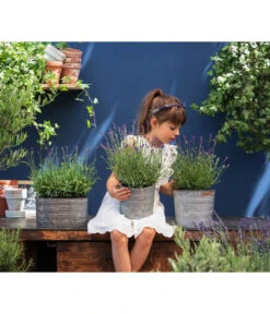 Duftlavendel, 6er-Schale -Garten Und Außenbereich 8092108 WE MO 03 LavendelT13 GC14 2020 02