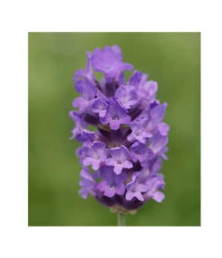 Lavendel 'No. 9' -Garten Und Außenbereich 8094070 PR DE 001 DownderryNo9Helix