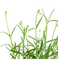 Lavendel 'No. 9' -Garten Und Außenbereich 8094070 WE DE 001 LavandulaAngustifoliaNO9LavendelT13