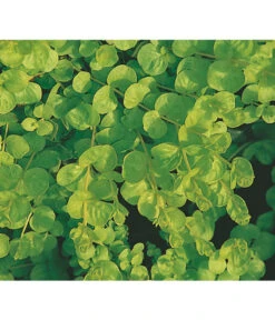 Pfennigkraut 'Goldilocks' -Garten Und Außenbereich 8094906 BildFS 001 PfennigkrautGilbweiderichGoldilocksHzLysimachiaGoldilocks