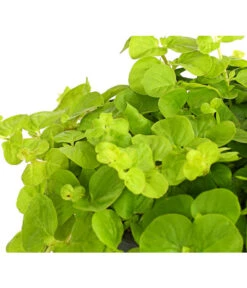 Pfennigkraut 'Goldilocks' -Garten Und Außenbereich 8094906 PR DE 001 LysimachiaGoldilocksHerbstzauberPfennigkrautT13DehnerExpressHerzig