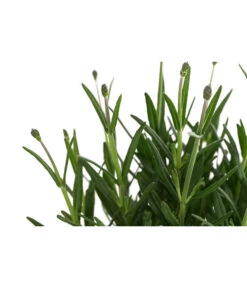 Lavendel 'Royal Blue' -Garten Und Außenbereich 8097545 WE DE 001 LavendelRoyalBlue1L