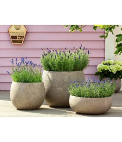 Lavendel 'Royal Blue' -Garten Und Außenbereich 8097545 WE MO 001 LavendelRoyalBlue