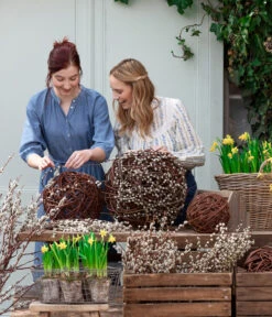 Narzissen 'Tête à Tête' In Birkentopf, Ca. Ø11 Cm -Garten Und Außenbereich 8150476 WE MO 001 WeidenkaetzchenBundWeidenkugel