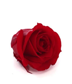 Longlife-Rose, Ca. Ø3 Cm -Garten Und Außenbereich 8192635 WE DE 002 LonglifeRosePVibrantRed