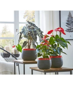 Große Flamingoblume - Anthurium Andreanum 'Adios', Verschiedene Sorten -Garten Und Außenbereich 8201253 8736266 8203408 PR MO 003 Anthurien02GC18