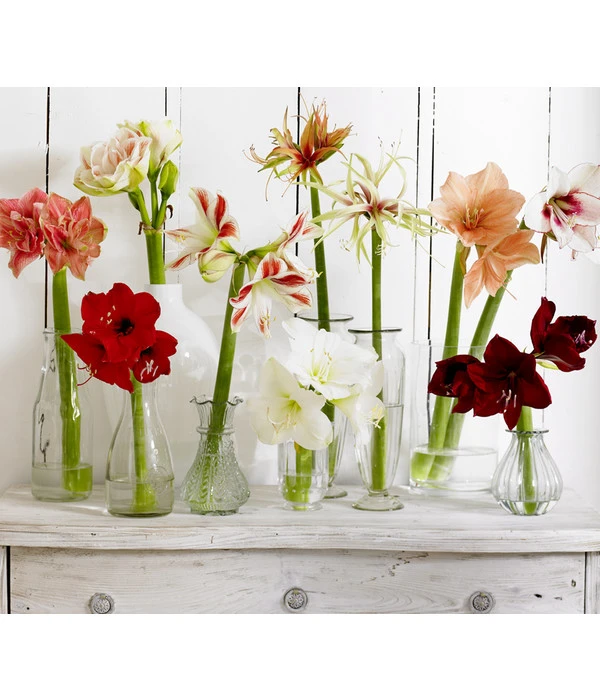 Amaryllis - Hippeastrum-Hybride 'Multiflower' 8 Amaryllis - Hippeastrum-Hybride 'Multiflower' – Bild 8