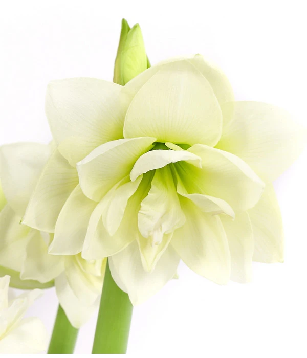 Amaryllis - Hippeastrum-Hybride 'Multiflower' 6 Amaryllis - Hippeastrum-Hybride 'Multiflower' – Bild 6