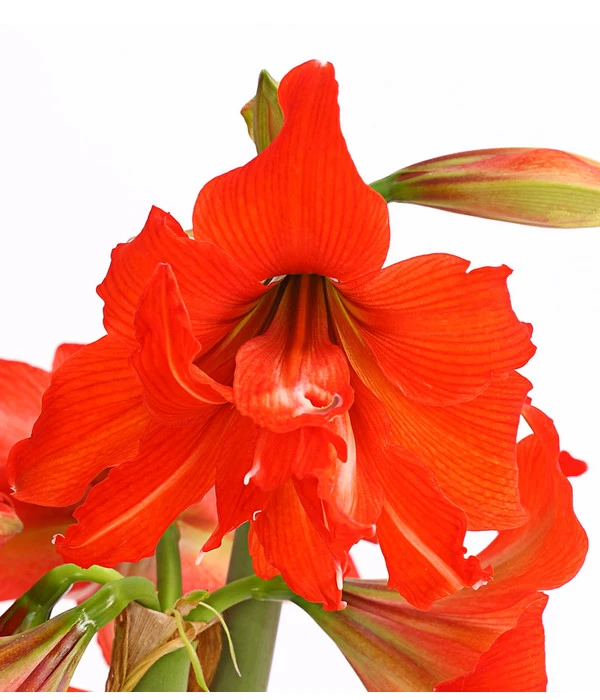 Amaryllis - Hippeastrum-Hybride 'Multiflower' 5 Amaryllis - Hippeastrum-Hybride 'Multiflower' – Bild 5
