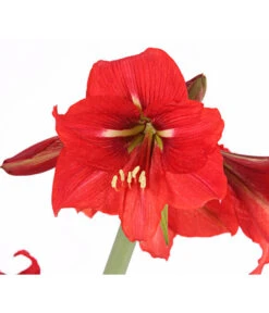 Amaryllis - Hippeastrum-Hybride 'Multiflower' 14 Amaryllis - Hippeastrum-Hybride 'Multiflower' -Garten Und Außenbereich 8201535 PR DE 001 AmaryllisHippeastrumMultiflora4ZwiebelnT13DehnerExpressHerzig