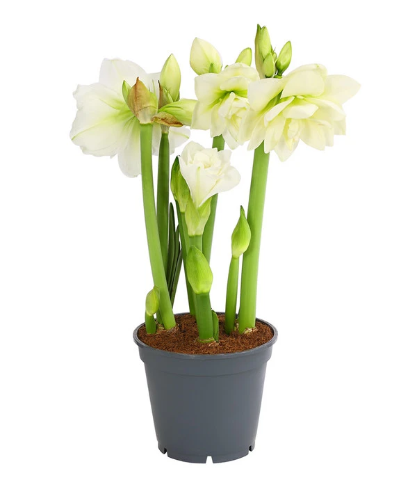 Amaryllis - Hippeastrum-Hybride 'Multiflower' 2 Amaryllis - Hippeastrum-Hybride 'Multiflower' – Bild 2