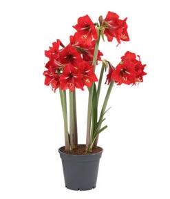 Amaryllis - Hippeastrum-Hybride 'Multiflower' 10 Amaryllis - Hippeastrum-Hybride 'Multiflower' -Garten Und Außenbereich 8201535 PR FS 001 AmaryllisHippeastrumMultiflora4ZwiebelnT13DehnerExpressHerzig